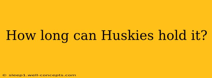 How long can Huskies hold it?