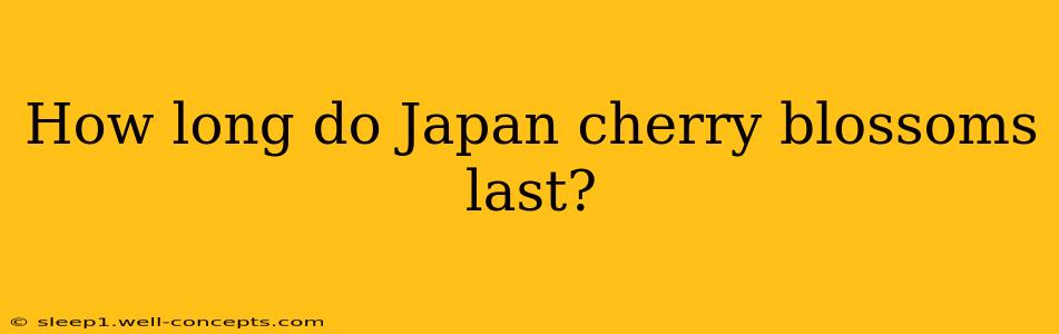 How long do Japan cherry blossoms last?