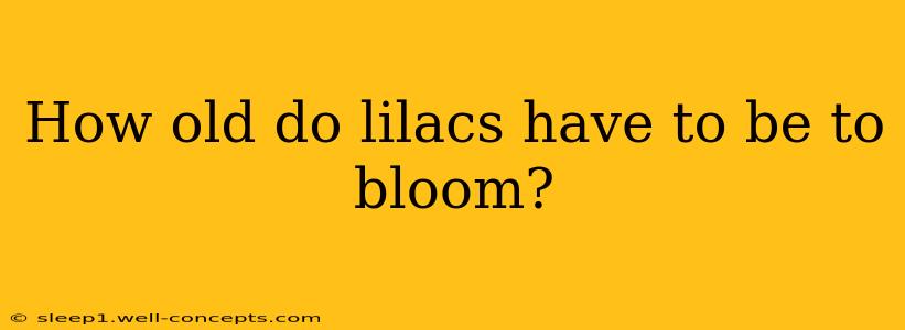 How old do lilacs have to be to bloom?