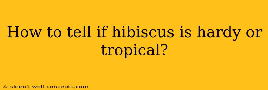 How to tell if hibiscus is hardy or tropical?