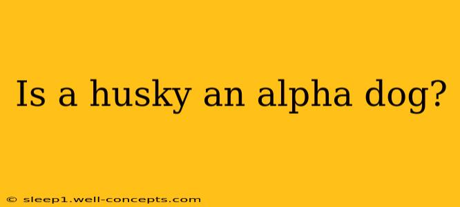 Is a husky an alpha dog?