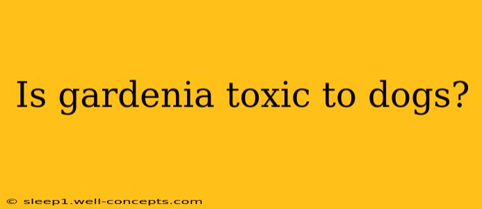 Is gardenia toxic to dogs?