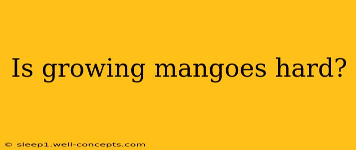 Is growing mangoes hard?