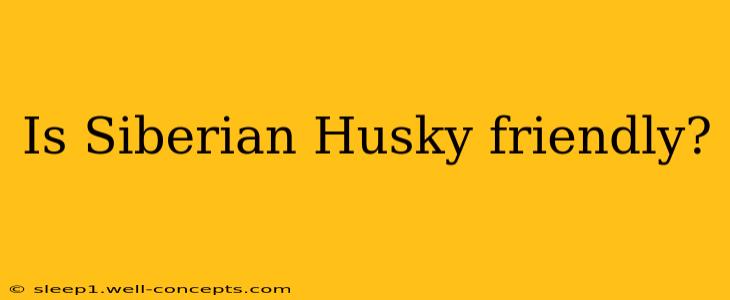 Is Siberian Husky friendly?