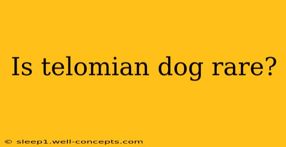 Is telomian dog rare?