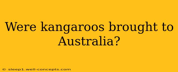 Were kangaroos brought to Australia?