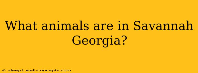 What animals are in Savannah Georgia?