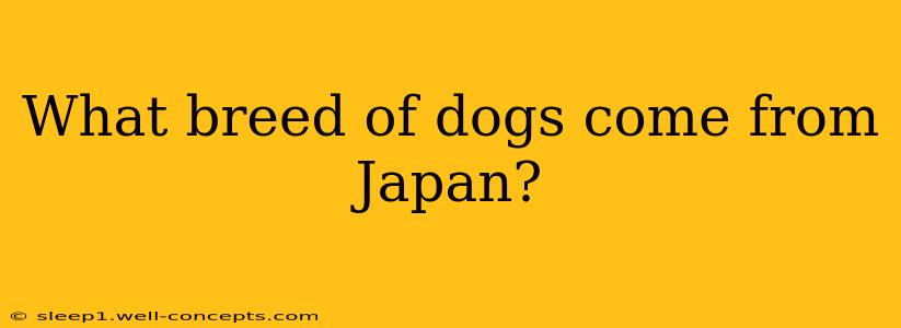 What breed of dogs come from Japan?