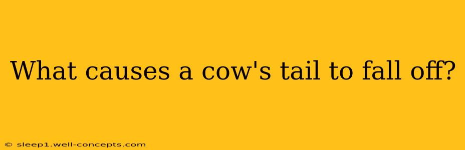 What causes a cow's tail to fall off?