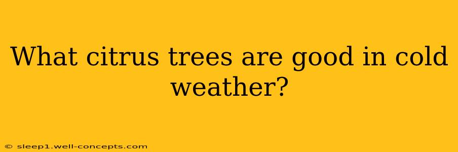 What citrus trees are good in cold weather?