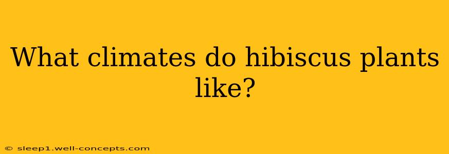 What climates do hibiscus plants like?