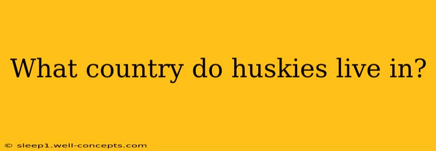 What country do huskies live in?