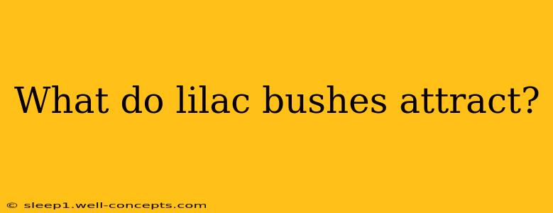 What do lilac bushes attract?