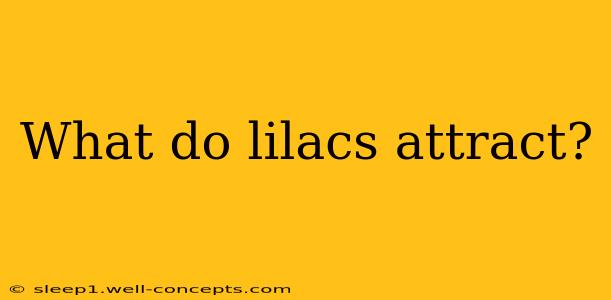 What do lilacs attract?