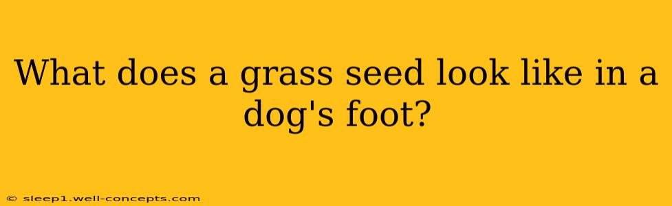 What does a grass seed look like in a dog's foot?