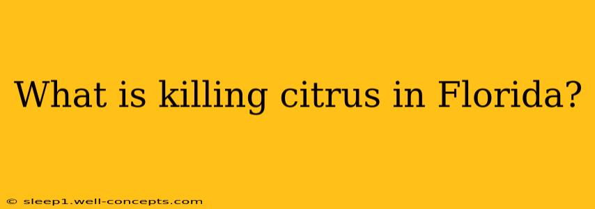 What is killing citrus in Florida?