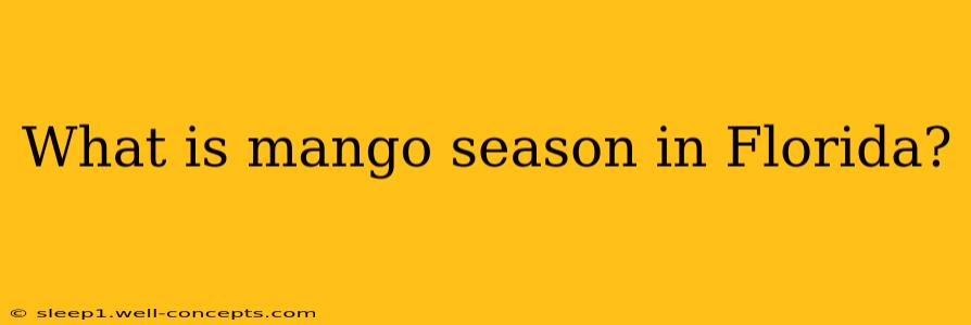 What is mango season in Florida?