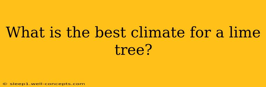 What is the best climate for a lime tree?