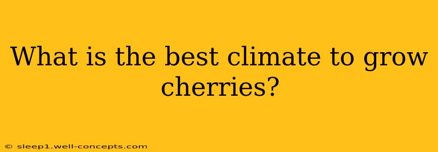 What is the best climate to grow cherries?