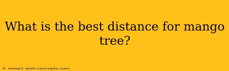 What is the best distance for mango tree?