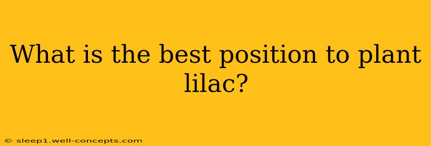 What is the best position to plant lilac?