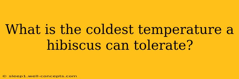 What is the coldest temperature a hibiscus can tolerate?