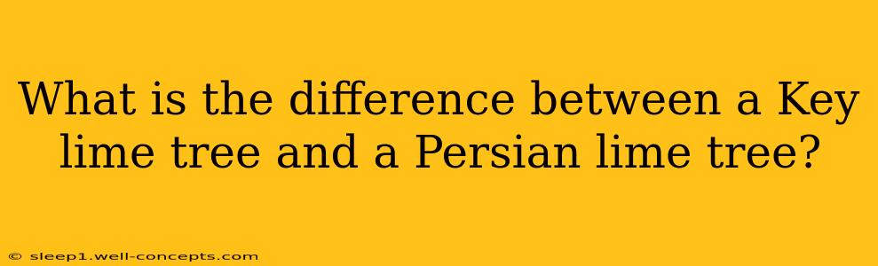 What is the difference between a Key lime tree and a Persian lime tree?