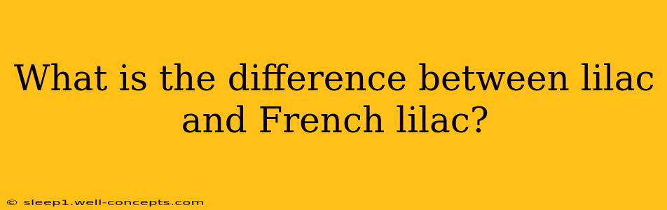 What is the difference between lilac and French lilac?