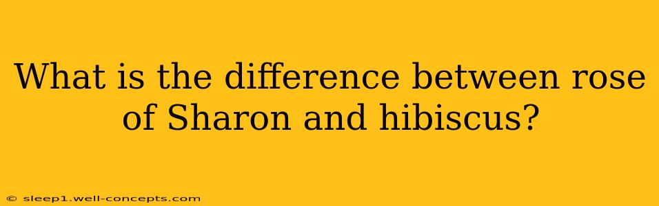 What is the difference between rose of Sharon and hibiscus?