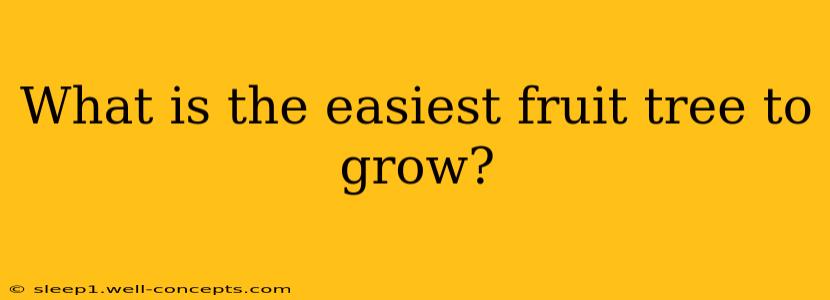 What is the easiest fruit tree to grow?