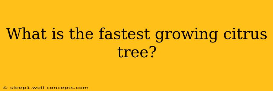 What is the fastest growing citrus tree?