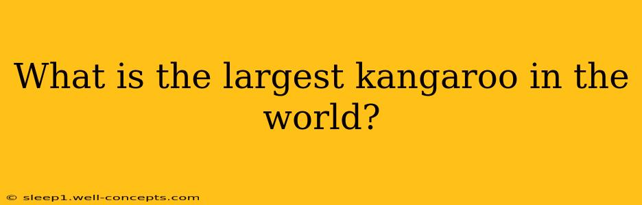 What is the largest kangaroo in the world?