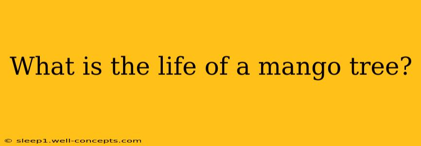 What is the life of a mango tree?