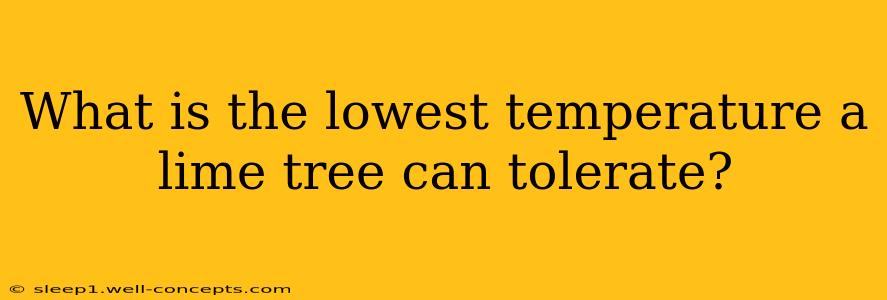 What is the lowest temperature a lime tree can tolerate?