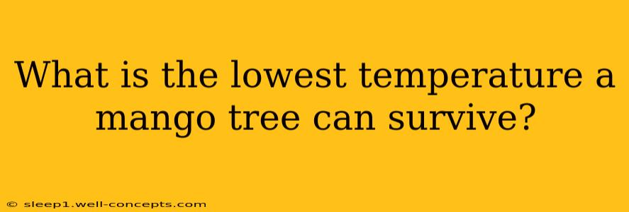 What is the lowest temperature a mango tree can survive?