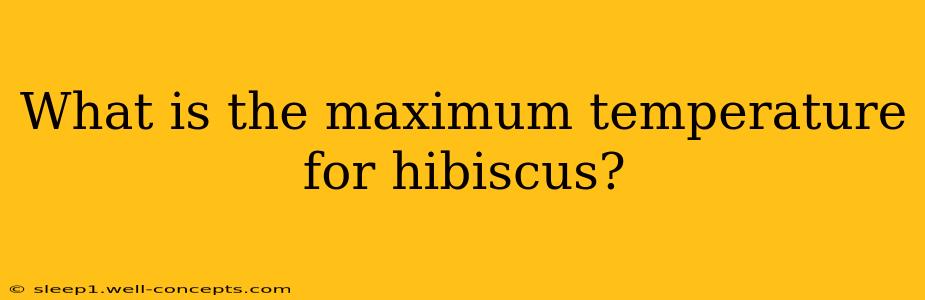 What is the maximum temperature for hibiscus?