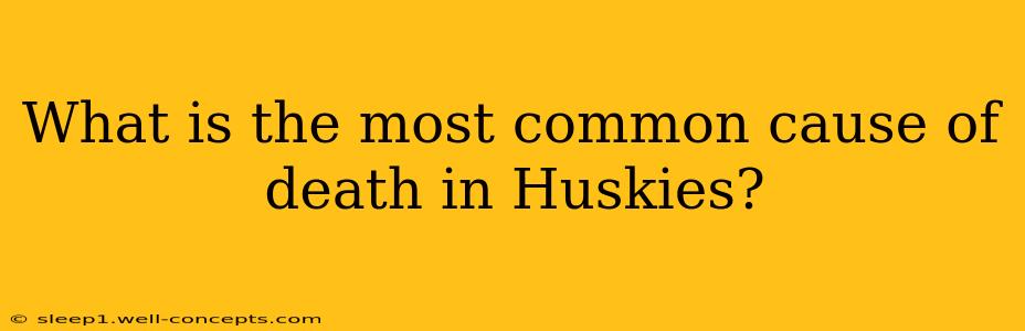 What is the most common cause of death in Huskies?