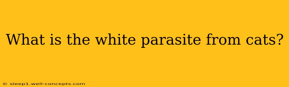 What is the white parasite from cats?