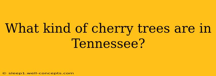 What kind of cherry trees are in Tennessee?