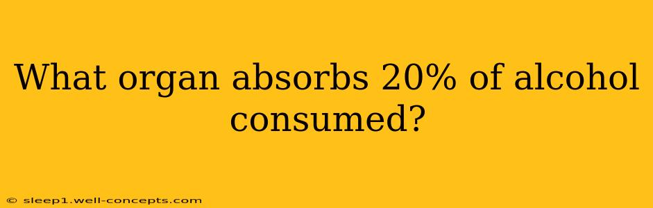 What organ absorbs 20% of alcohol consumed?