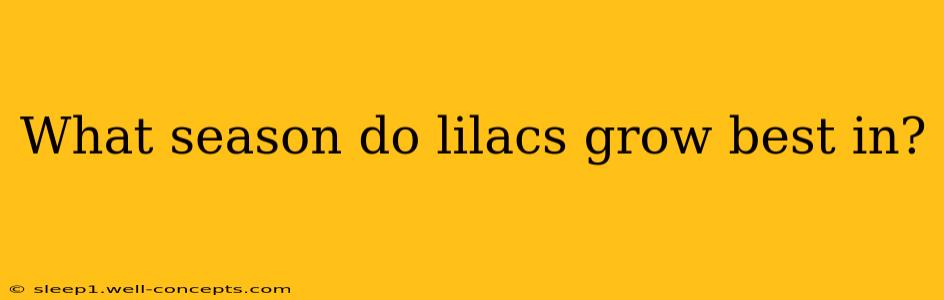 What season do lilacs grow best in?