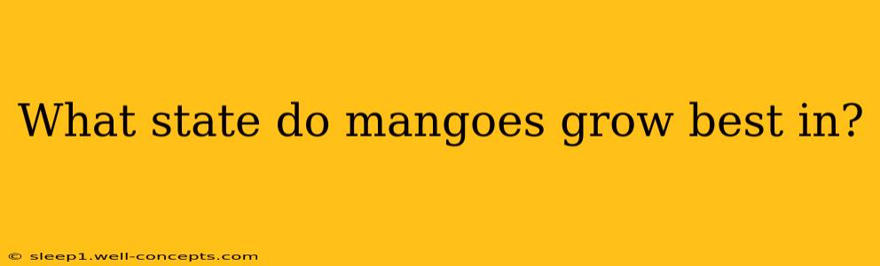 What state do mangoes grow best in?