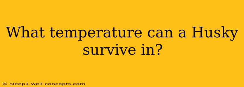 What temperature can a Husky survive in?