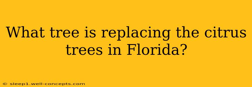 What tree is replacing the citrus trees in Florida?