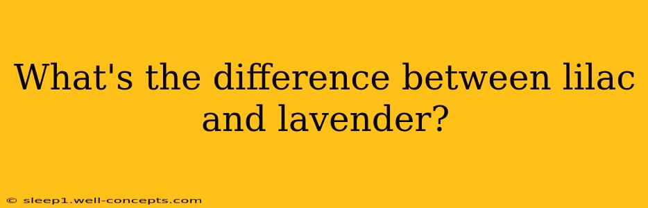 What's the difference between lilac and lavender?