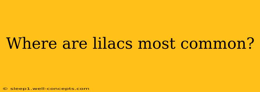 Where are lilacs most common?