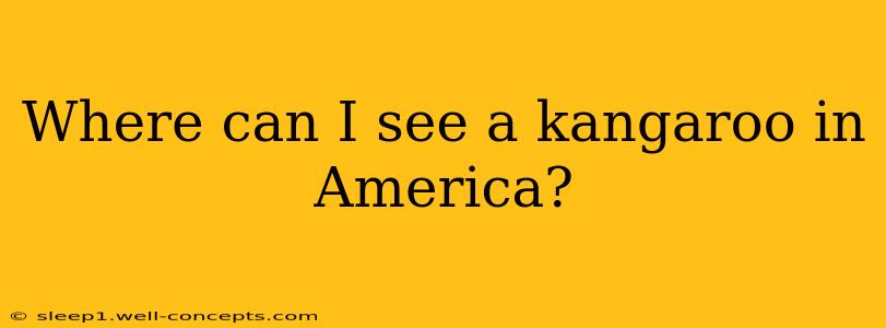 Where can I see a kangaroo in America?