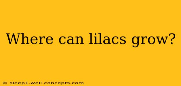 Where can lilacs grow?