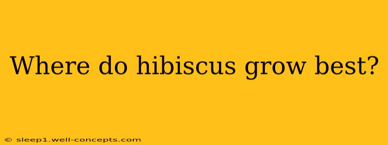 Where do hibiscus grow best?