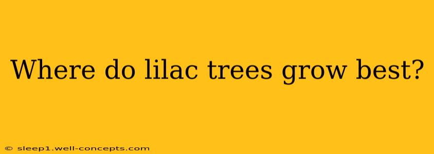 Where do lilac trees grow best?